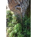 CA-0510 CANNE TETE  DE   DRAGON   GOTHIQUE HEROIC FANTASY CRANEO CRANIO DRAGO
